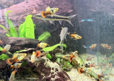 Platys und Neonsalmler