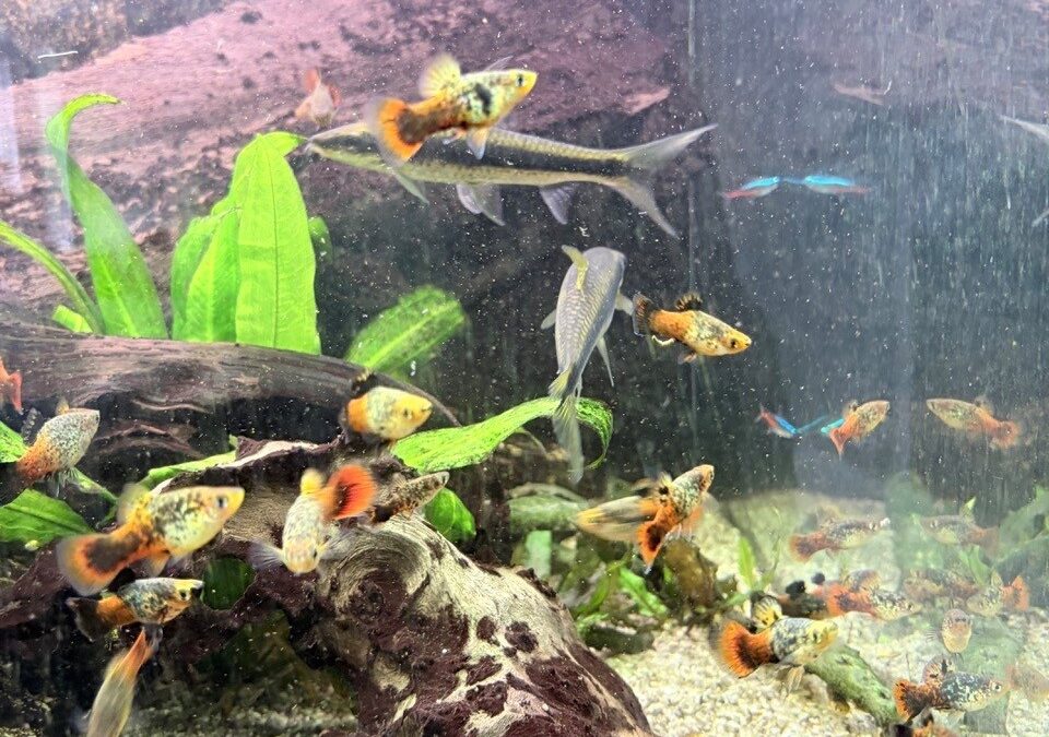 Platys und Neonsalmler