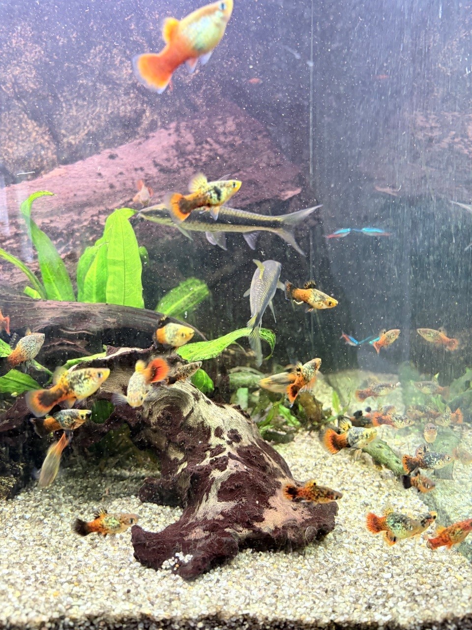 Platys