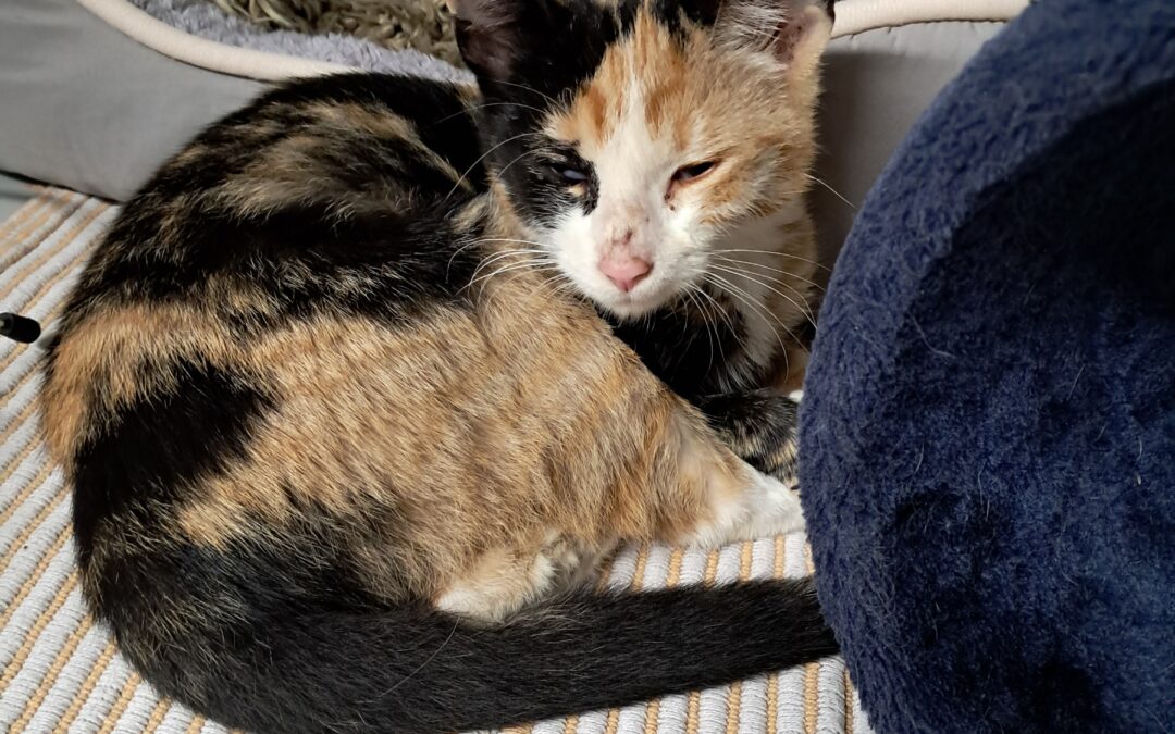 Fundtier Katze, Ramsau (09/2026)