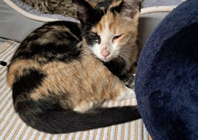 Fundtier Katze, Ramsau (09/2026)