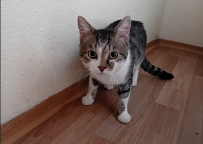 Fundtier Kater, Reith im Alpbachtal (09/2026)