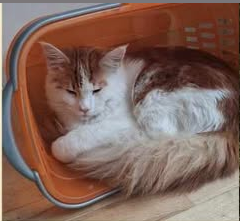 Django, Sautens (09/2026)