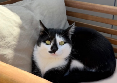Tobi, St. Johann in Tirol (09/2026)