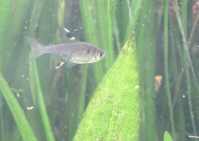Sternflecksalmler