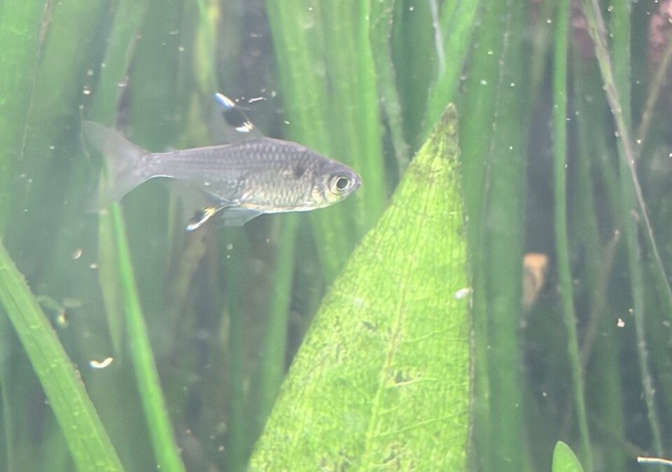 Sternflecksalmler