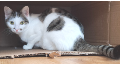 Jacky, Tannheim (09/2026)
