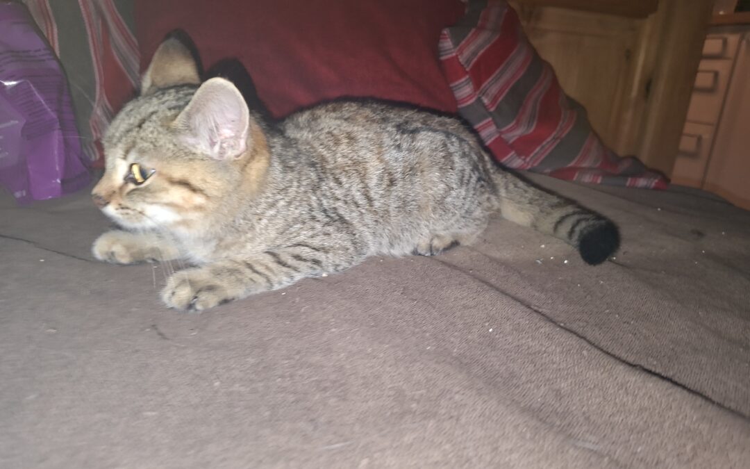 Fundtier Katze, Terfens (09/2026)