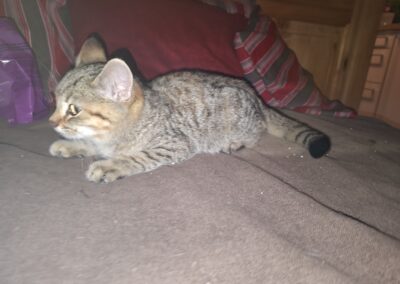 Fundtier Katze, Terfens (09/2026)