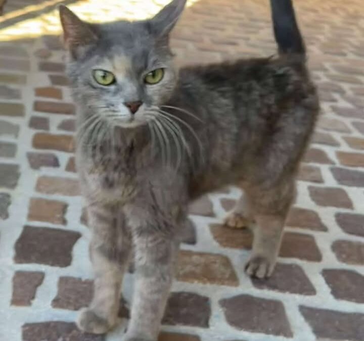 Fundtier Katze, Thaur (09/2026)