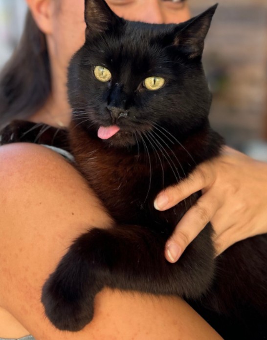 Volders_Kater_Tiggi1