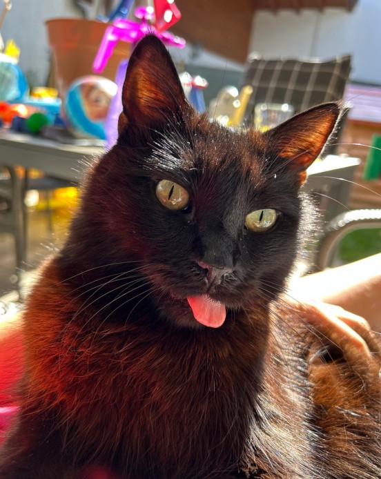 Volders_Kater_Tiggi2