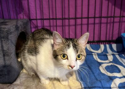 Fundtier Katze, Wörgl (09/2026)