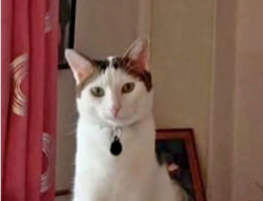 Stitch, Wörgl (09/2026)