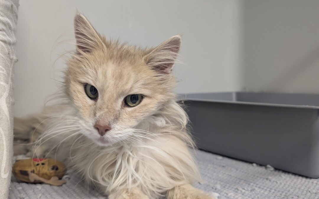 Fundtier Katze, Absam (10/2026)