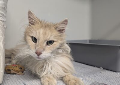 Fundtier Katze, Absam (10/2026)