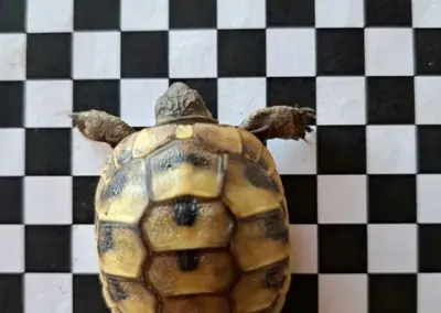 Fundtier Schildkröte, Absam (10/2026)