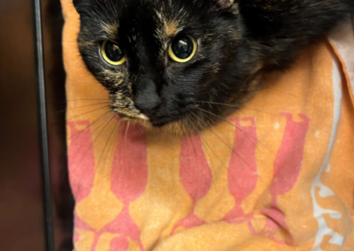 Fundtier Katze, Angerberg (10/2026)