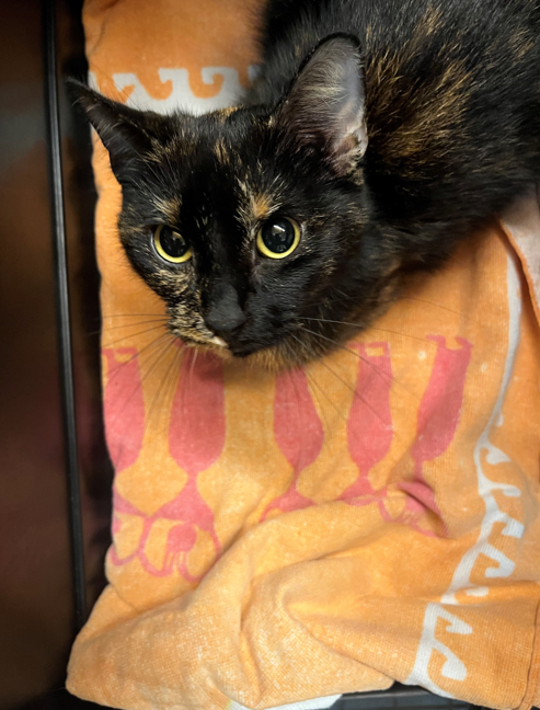Fundtier Katze, Angerberg (10/2026)