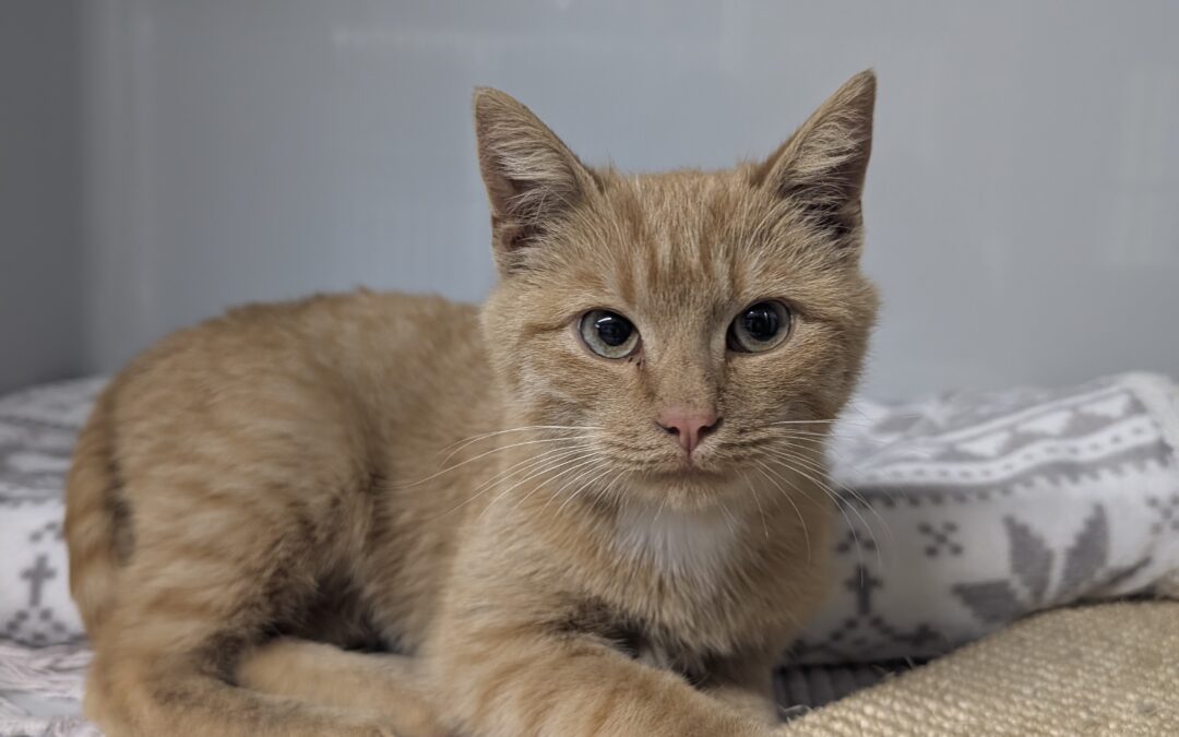 Fundtier Kater, Axams (10/2026)
