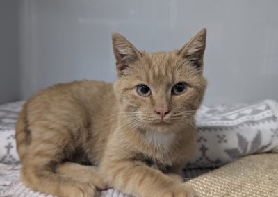 Fundtier Kater, Axams (10/2026)