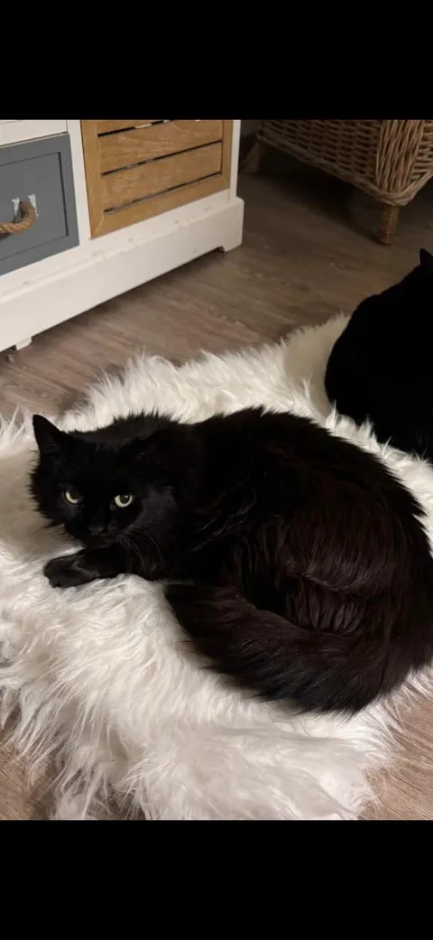 Baumkirchen_Kater_Chilli