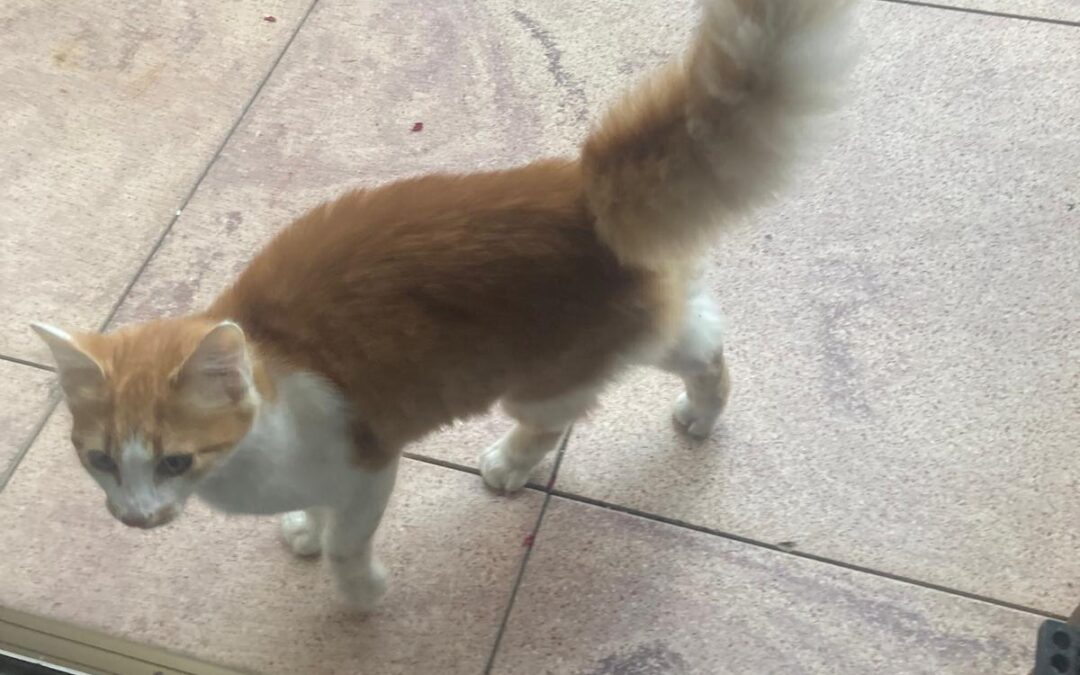 Fundtier Katze, Ebbs (10/2026)
