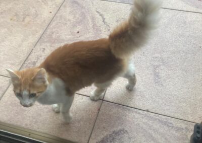 Fundtier Katze, Ebbs (10/2026)