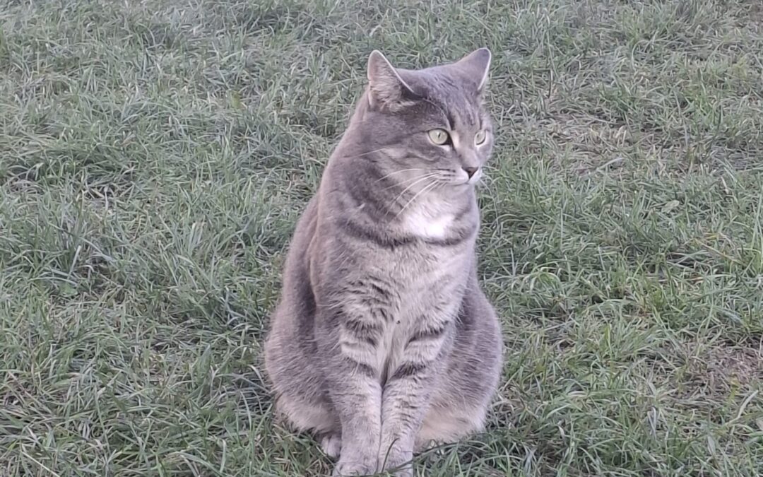 Fundtier Katze, Ebbs (10/2026)