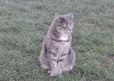 Fundtier Katze, Ebbs (10/2026)