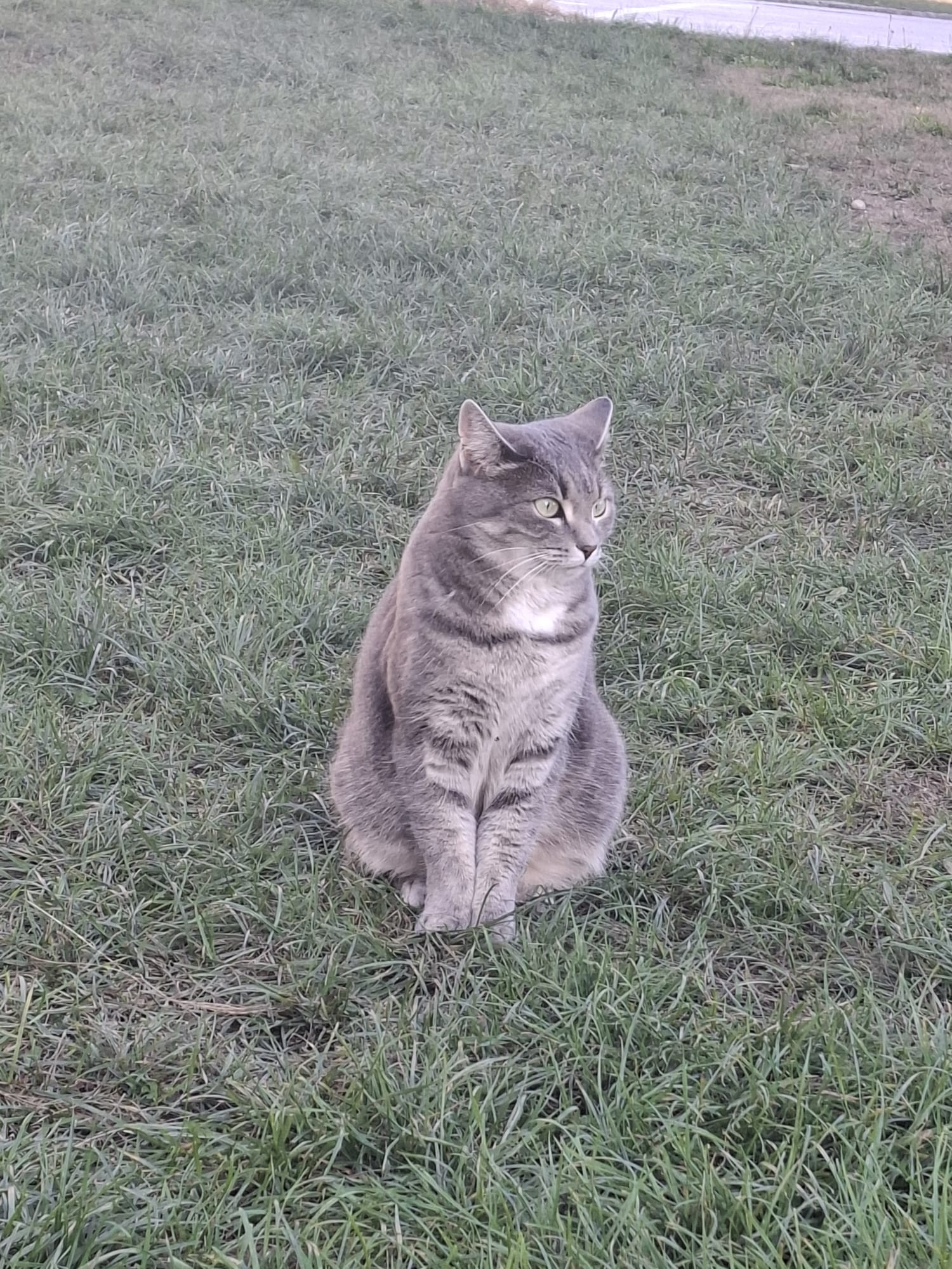 Ebbs_Fundkatze Saliterergasse