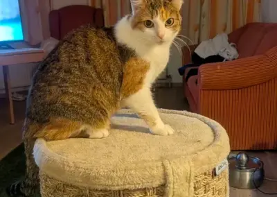 Bella, Erpfendorf (10/2026)