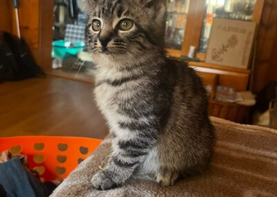 Katze, Fügenberg (10/2026)