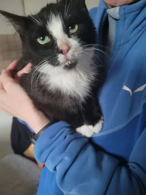 Fundtier Kater, Grinzens (10/2026)