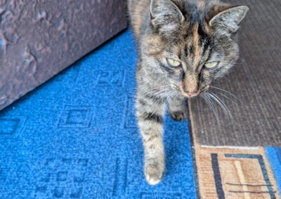 Fundtier Katze, Hall in Tirol (10/2026)