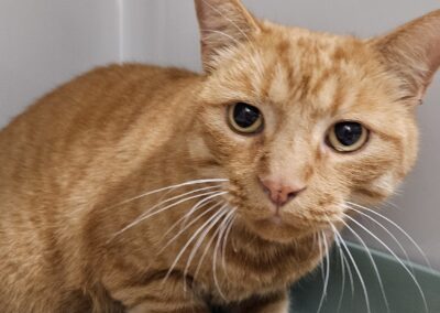 Fundtier Kater, Innsbruck (10/2026)