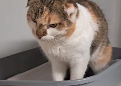 Fundtier Katze, Innsbruck (10/2026)