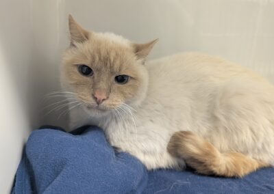 Fundtier Kater, Innsbruck (10/2026)