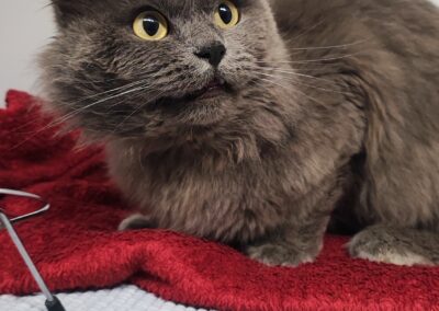 Fundtier Kater, Innsbruck (10/2026)