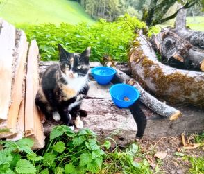 Fundtier Katze, Innsbruck (10/2026)