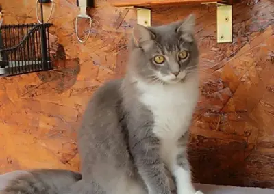 Kitty, Innsbruck (10/2026)