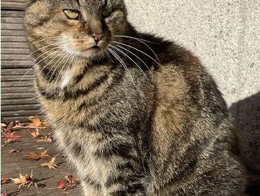 Mimi, Innsbruck (10/2026)