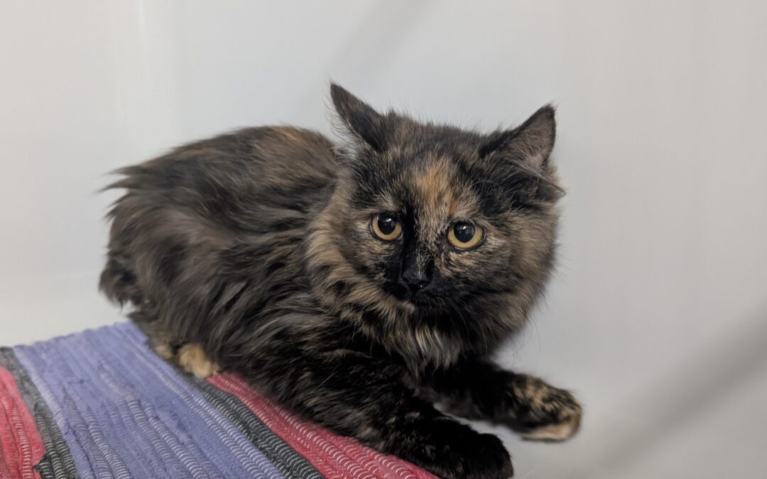 Fundtier Katze, Inzing (10/2026)