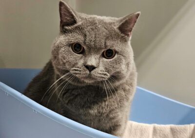 Fundtier Kater, Jenbach (10/2026)