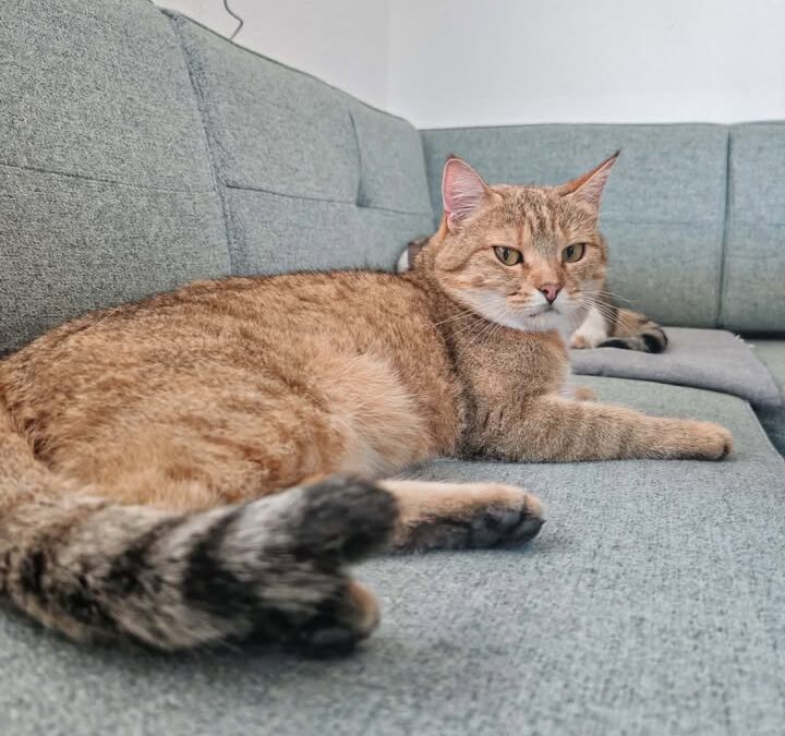 Semmel, Jenbach  (10/2026)