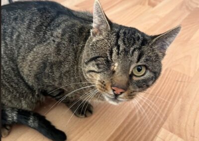 Fundtier Kater, Kirchbichl (10/2026)