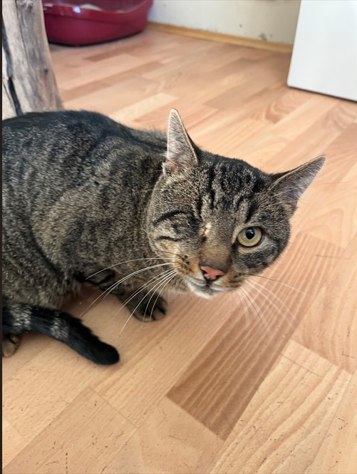 Kirchbichl_Fundkater Kirchstieglstraße