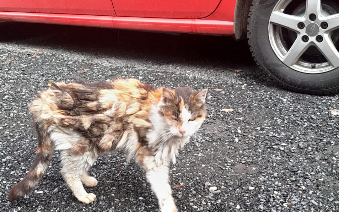 Fundtier Katze, Kramsach (10/2026)