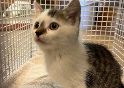 Fundtier Kater, Kufstein (10/2026)