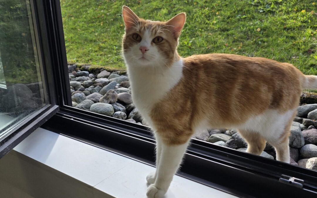 Sichtung Katze, Kufstein (10/2026)